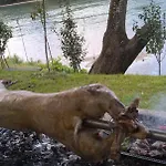 Prenociste Na Drini Foca